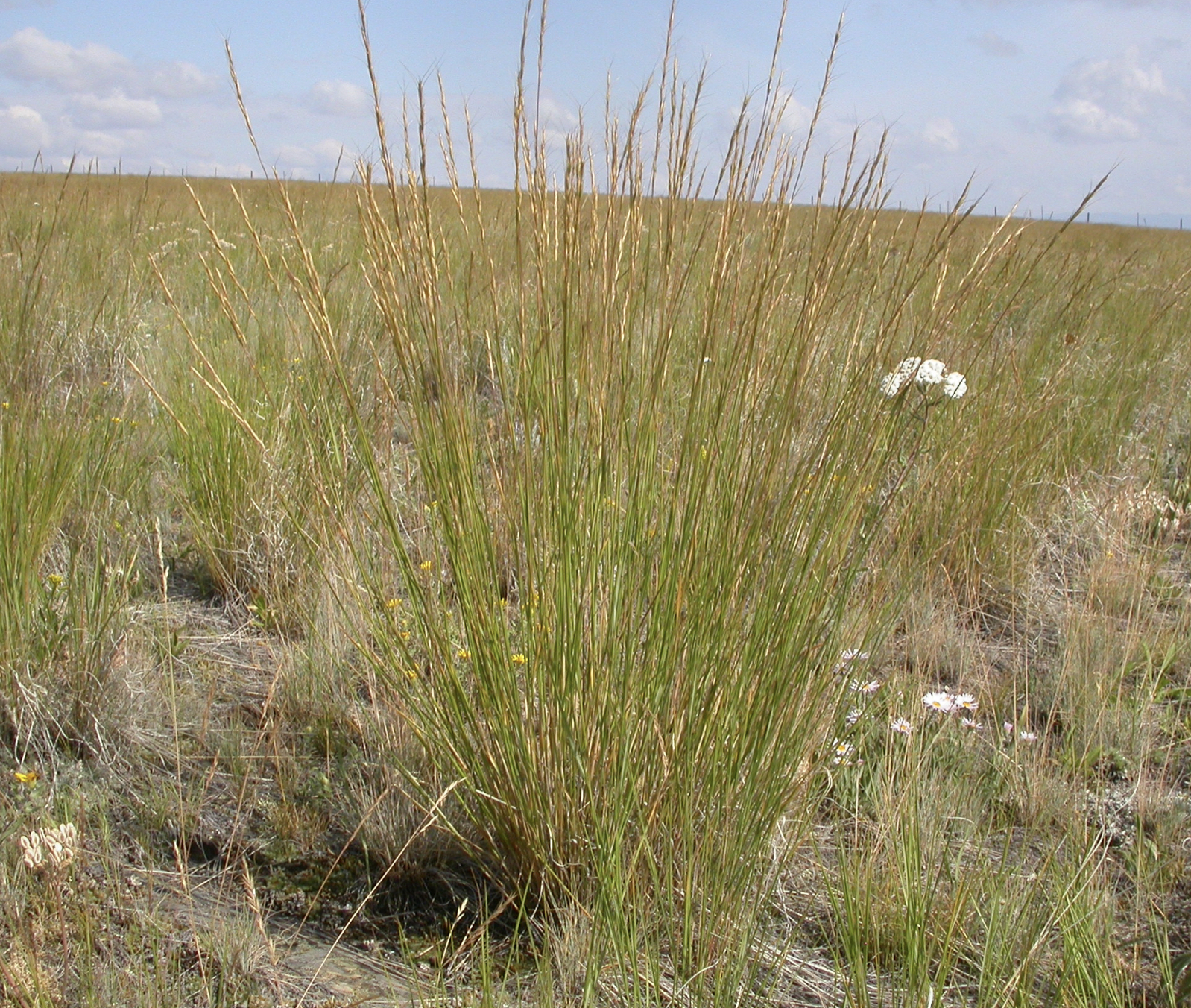 Bluebunch wheatgrass, Pseudoroegneria spicata