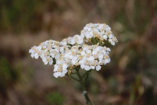 Western yarrow, Achillea millefolium